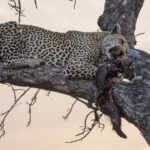 Un léopard couché de tout son long sur une grosse branche au crépuscule tient dans sa gueule une proie au pelage sombre, le ciel rose derrière les branches nues