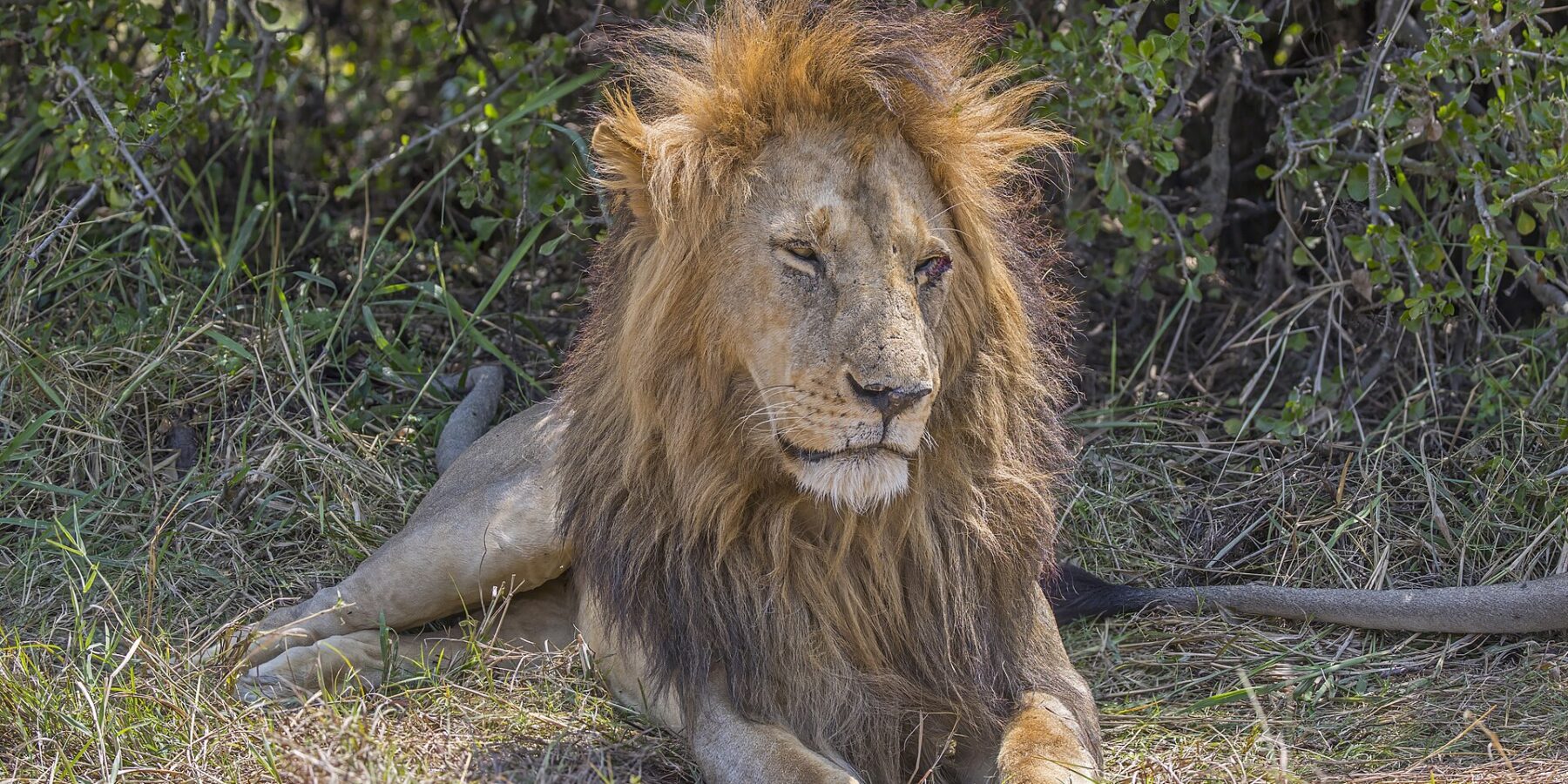 Un lion mâle couché dans l'herbe devant un buisson, la crinière épaisse ébouriffée par le vent, les yeux mi-clos