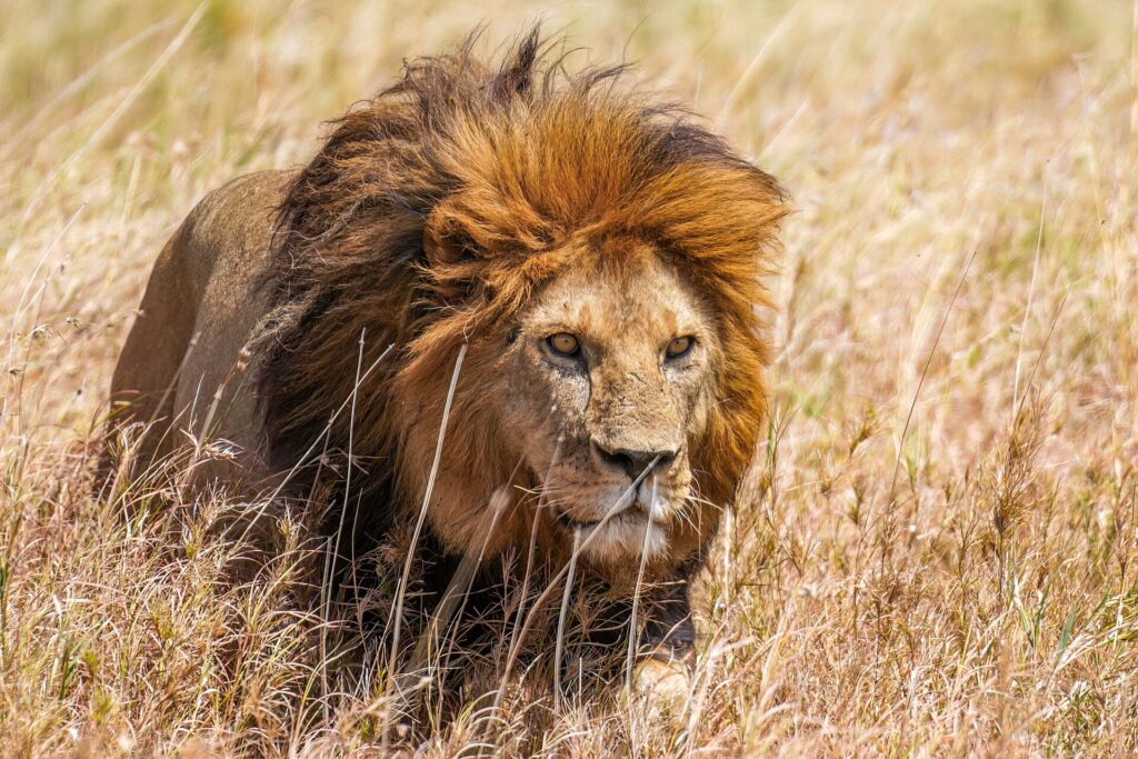 Un lion à crinière rousse avance dans les hautes herbes sèches, le regard fixé sur sa droite