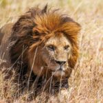 Un lion à crinière rousse avance dans les hautes herbes sèches, le regard fixé sur sa droite