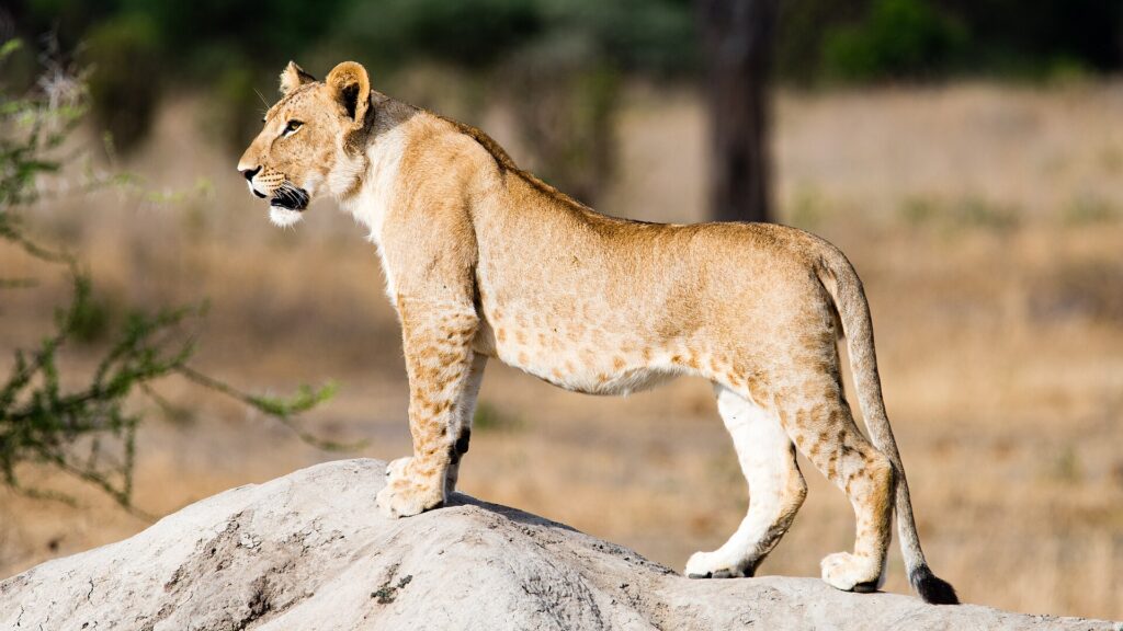 Un jeune lion debout de profil sur une termitière, des taches encore visibles sur le ventre et les pattes