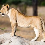 Un jeune lion debout de profil sur une termitière, des taches encore visibles sur le ventre et les pattes