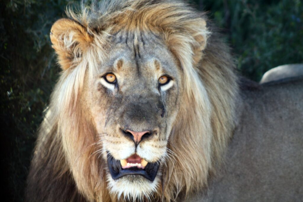 Portrait de face d'un lion mâle à la crinière blonde et fournie, la gueule entrouverte et les yeux ambre fixés sur l'objectif, feuillage sombre derrière