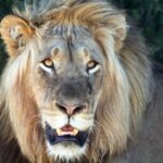 Portrait de face d'un lion mâle à la crinière blonde et fournie, la gueule entrouverte et les yeux ambre fixés sur l'objectif, feuillage sombre derrière