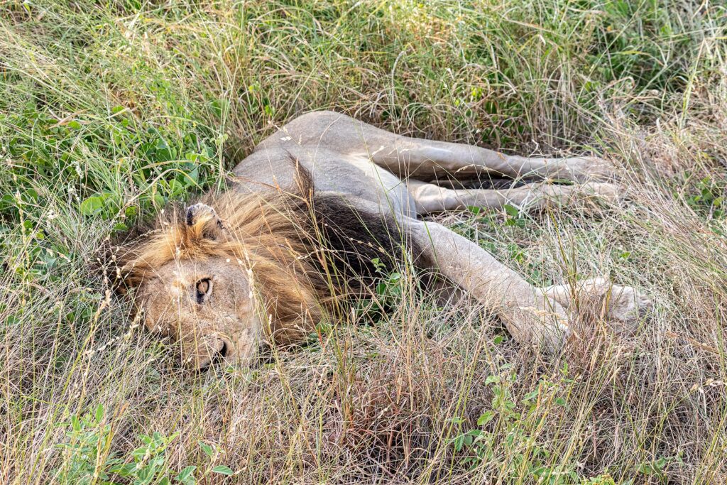 Un lion mâle à la crinière sombre couché sur le flanc dans les hautes herbes vertes, un oeil ouvert vers l'objectif et les pattes étendues