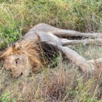 Un lion mâle à la crinière sombre couché sur le flanc dans les hautes herbes vertes, un oeil ouvert vers l'objectif et les pattes étendues