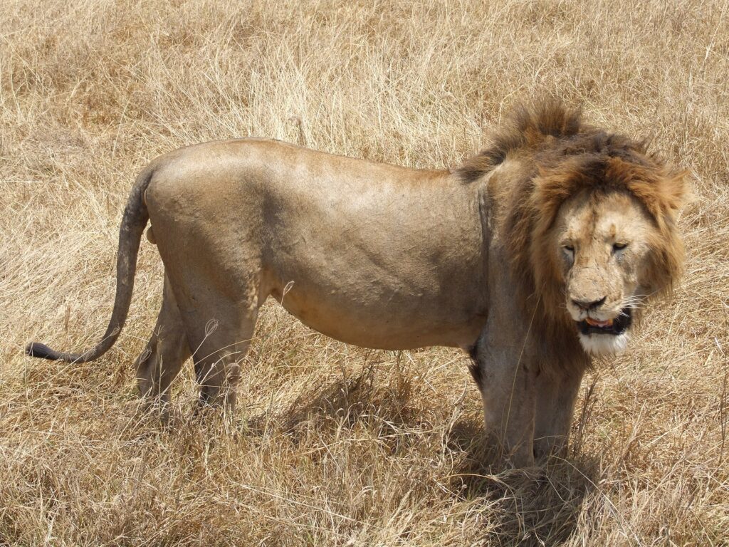 Un lion mâle à la crinière sombre debout de profil dans l'herbe sèche, la tête tournée vers l'objectif