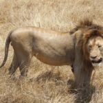 Un lion mâle à la crinière sombre debout de profil dans l'herbe sèche, la tête tournée vers l'objectif