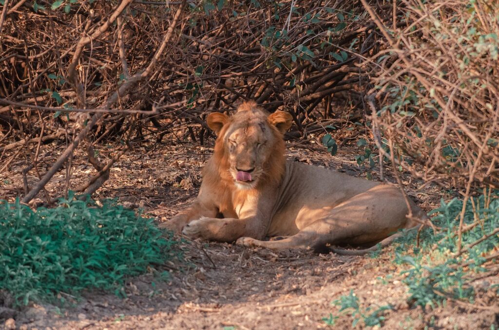 Un jeune lion mâle couché sous un fourré d'épineux se lèche le nez, des cicatrices sur le museau