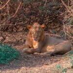 Un jeune lion mâle couché sous un fourré d'épineux se lèche le nez, des cicatrices sur le museau
