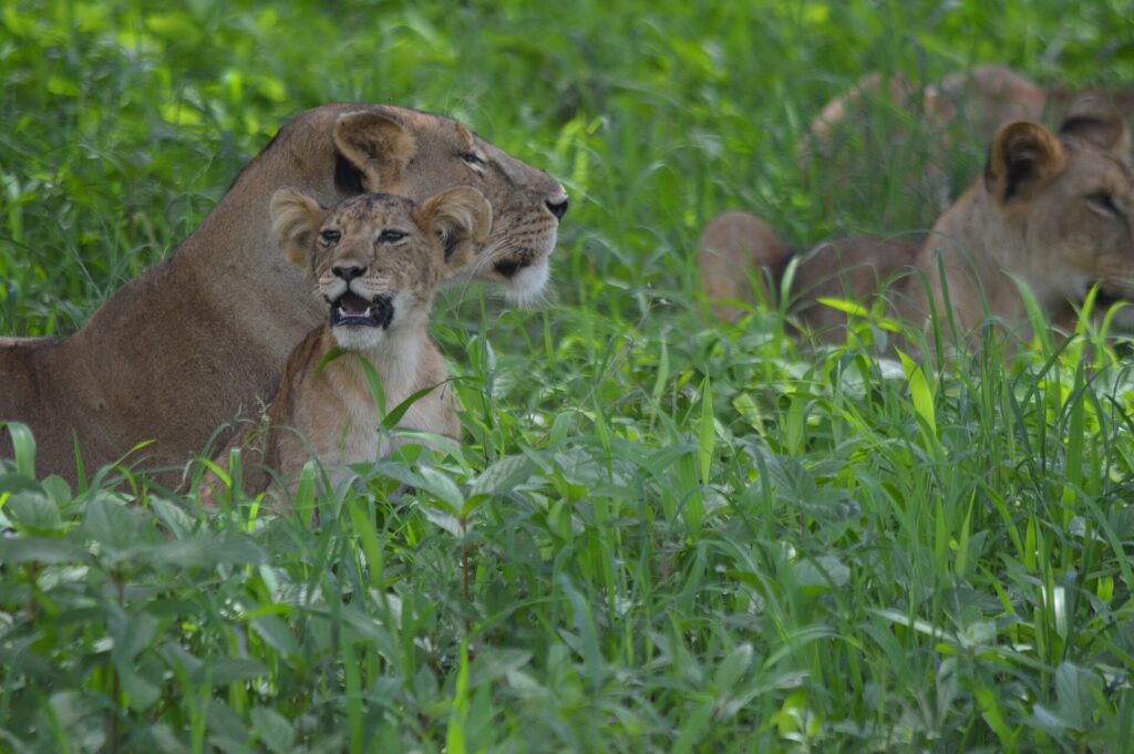 Une lionne couchée dans l'herbe haute et verte, un lionceau contre elle la gueule ouverte, une seconde lionne derrière