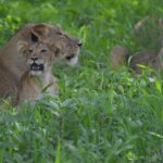 Une lionne couchée dans l'herbe haute et verte, un lionceau contre elle la gueule ouverte, une seconde lionne derrière