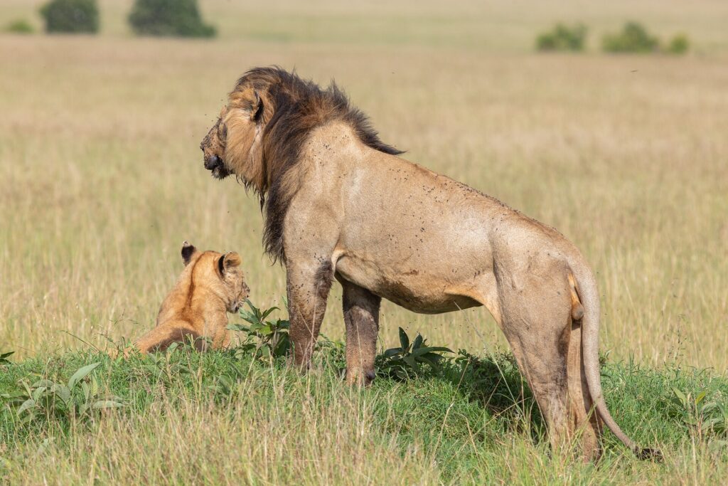 Un lion mâle à la crinière sombre, debout de profil et couvert de mouches, regarde la plaine à côté d'un lionceau assis dans l'herbe