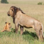 Un lion mâle à la crinière sombre, debout de profil et couvert de mouches, regarde la plaine à côté d'un lionceau assis dans l'herbe