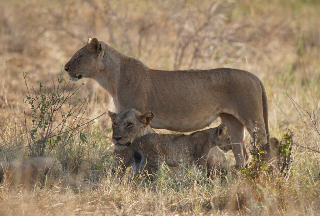 Une lionne debout de profil dans l'herbe sèche, une seconde couchée et un lionceau à ses pieds