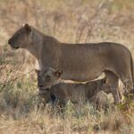 Une lionne debout de profil dans l'herbe sèche, une seconde couchée et un lionceau à ses pieds
