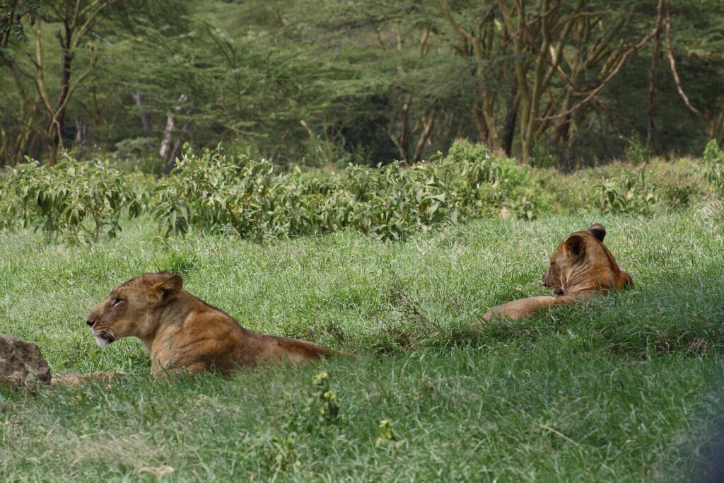 Deux lionnes couchées dans l'herbe verte haute, l'une de profil, devant un bois d'acacias à écorce jaune