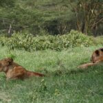 Deux lionnes couchées dans l'herbe verte haute, l'une de profil, devant un bois d'acacias à écorce jaune