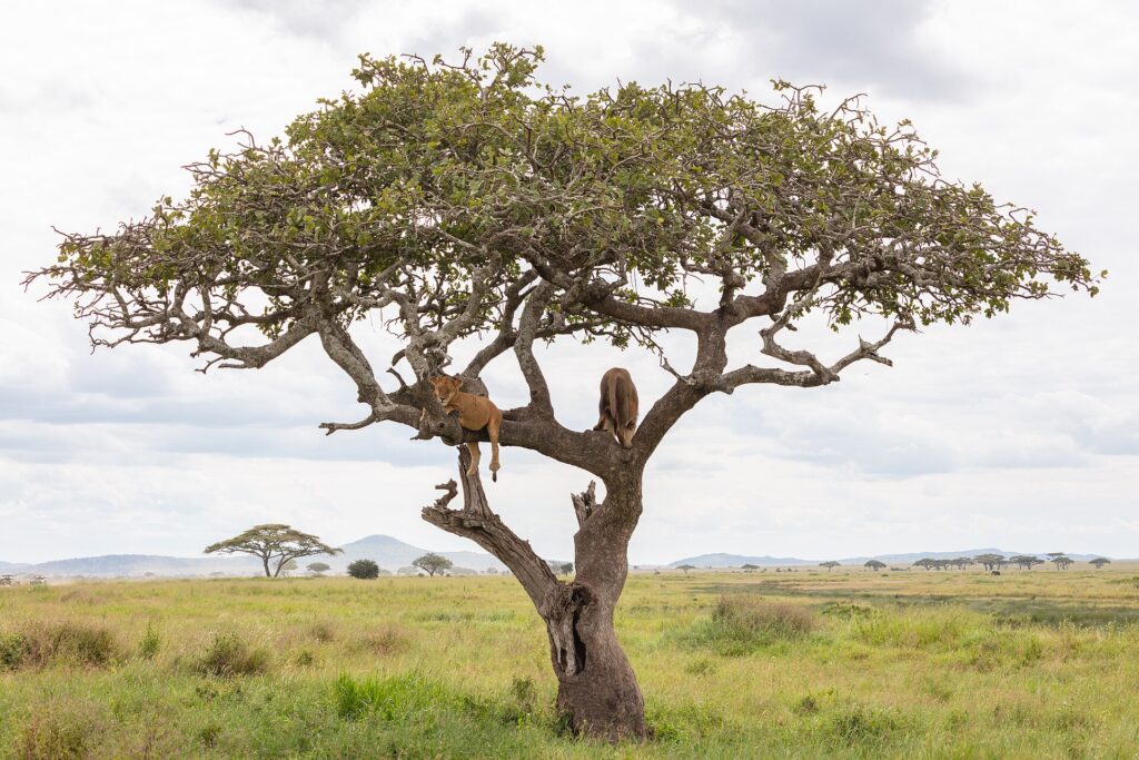Deux lions couchés sur les branches d'un grand arbre isolé, au-dessus d'une plaine d'herbe verte