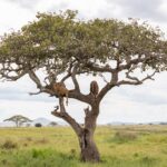 Deux lions couchés sur les branches d'un grand arbre isolé, au-dessus d'une plaine d'herbe verte