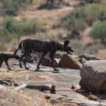 Deux lycaons traversent une dalle de rocher, celui de tête porte un collier GPS, une colline sèche et des buissons derrière