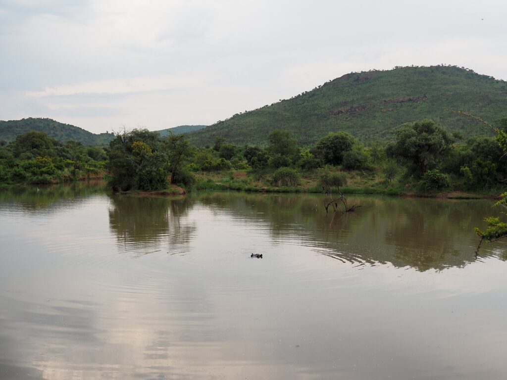 La tête d'un hippopotame affleure au milieu de l'eau brune et calme du barrage de Mankwe, des arbres sur la rive et une colline verte du cratère derrière