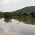 La tête d'un hippopotame affleure au milieu de l'eau brune et calme du barrage de Mankwe, des arbres sur la rive et une colline verte du cratère derrière