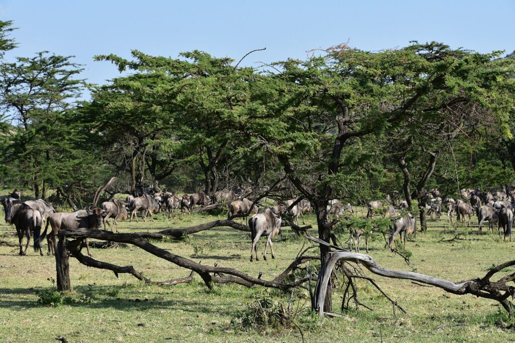 Un troupeau de gnous passe sous des acacias, entre des branches mortes couchées dans l'herbe