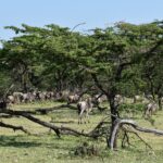 Un troupeau de gnous passe sous des acacias, entre des branches mortes couchées dans l'herbe