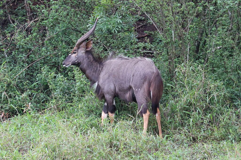 Un nyala mâle de profil dans la végétation verte, pelage gris-brun hirsute, cornes en spirale à pointe claire, taches blanches sur la joue et bas des pattes fauve