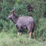 Un nyala mâle de profil dans la végétation verte, pelage gris-brun hirsute, cornes en spirale à pointe claire, taches blanches sur la joue et bas des pattes fauve
