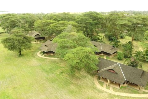 Les toits de chaume de l'Ol Tukai Lodge entre les acacias, dans le parc national d'Amboseli