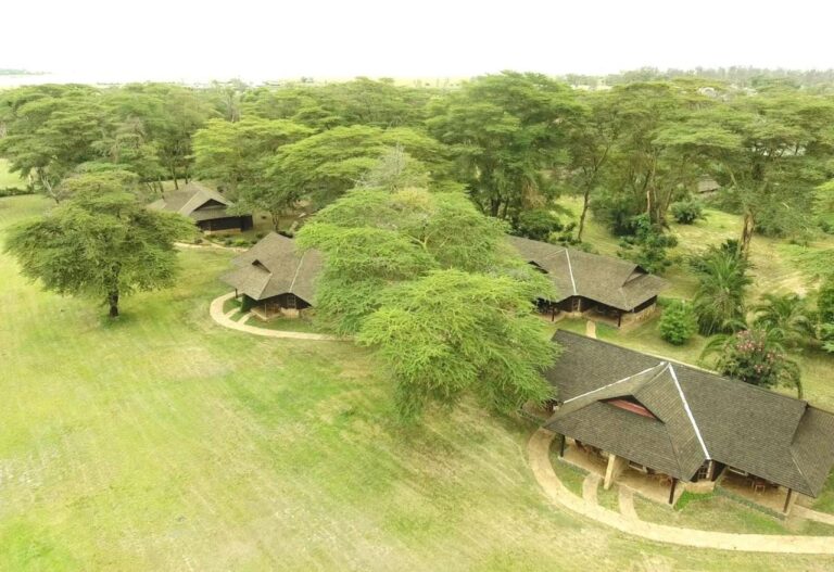 Les toits de chaume de l'Ol Tukai Lodge entre les acacias, dans le parc national d'Amboseli