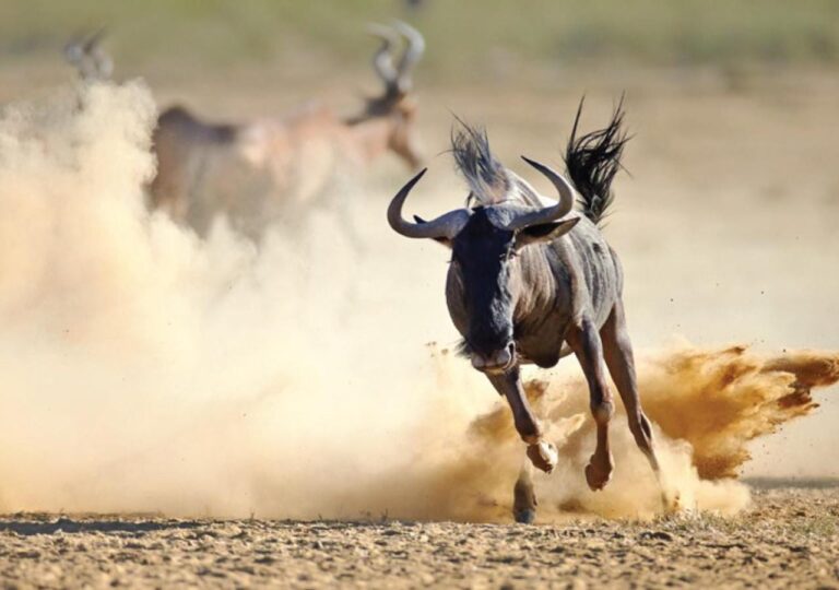 Un gnou au galop dans la poussière, des antilopes derrière lui
