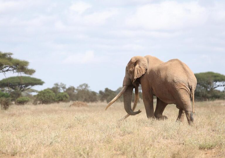 Un éléphant aux longues défenses dans l'herbe sèche, devant des acacias