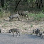 Une famille de phacochères, deux adultes et cinq jeunes, broute au bord d'une route goudronnée devant la brousse sèche