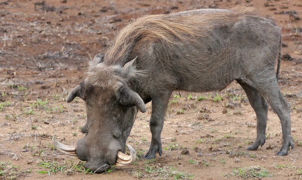 Un gros phacochère mâle à genoux sur ses pattes avant broute les repousses d'herbe sur la terre nue, les grandes défenses recourbées et la crinière blonde bien visibles