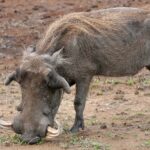 Un gros phacochère mâle à genoux sur ses pattes avant broute les repousses d'herbe sur la terre nue, les grandes défenses recourbées et la crinière blonde bien visibles