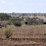Un zèbre se gratte la tête avec une patte arrière dans l'herbe sèche, deux autruches derrière lui, une femelle brune et un mâle noir, des buissons et un horizon plat