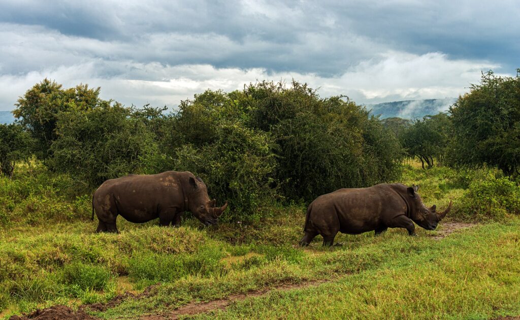 Deux rhinocéros blancs marchent à la file dans l'herbe verte devant des buissons, sous un ciel chargé