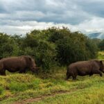 Deux rhinocéros blancs marchent à la file dans l'herbe verte devant des buissons, sous un ciel chargé