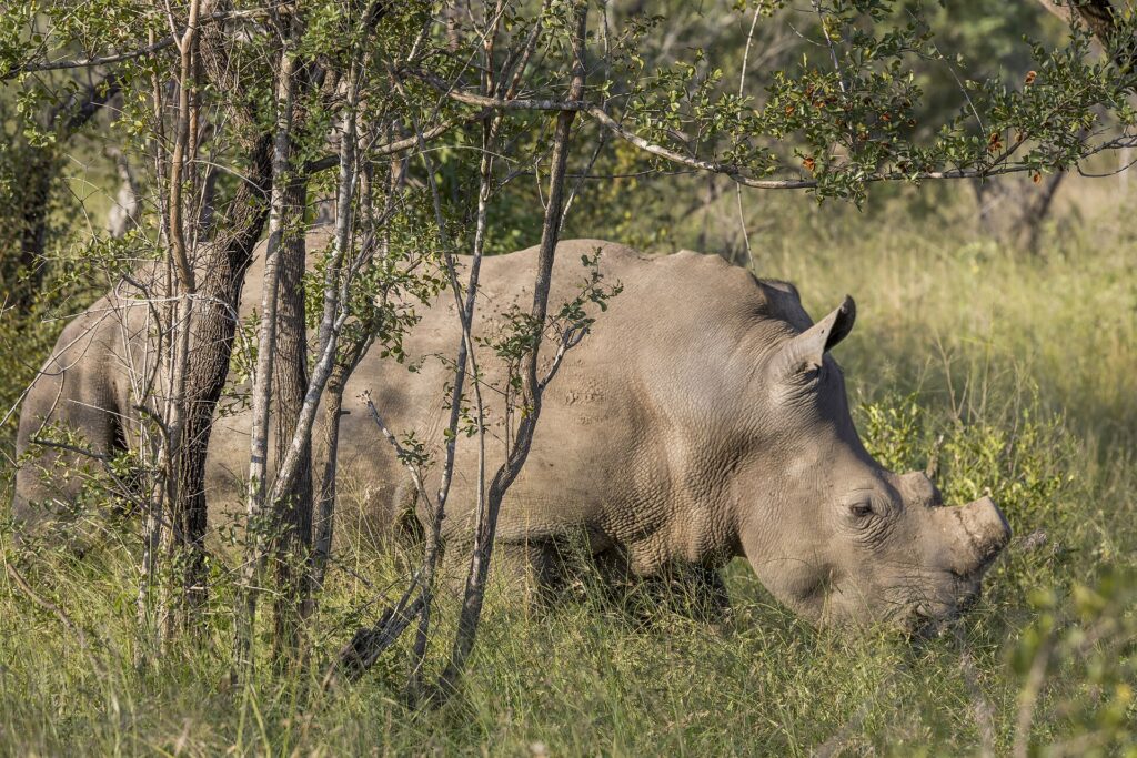 Un rhinocéros blanc broute tête basse dans l'herbe verte derrière de jeunes troncs d'arbres, la bosse de la nuque bien visible et la corne courte