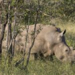 Un rhinocéros blanc broute tête basse dans l'herbe verte derrière de jeunes troncs d'arbres, la bosse de la nuque bien visible et la corne courte
