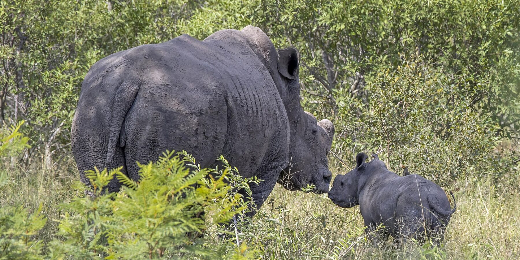 Une femelle rhinocéros blanc à la corne coupée, la peau couverte de boue sèche, touche du nez son petit dans la brousse verte