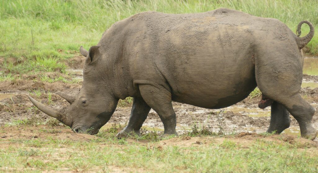 Un rhinocéros blanc mâle de profil, couvert de boue, broute tête basse au bord d'une bauge, la longue corne avant pointée vers le sol et la queue enroulée