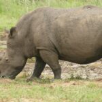 Un rhinocéros blanc mâle de profil, couvert de boue, broute tête basse au bord d'une bauge, la longue corne avant pointée vers le sol et la queue enroulée