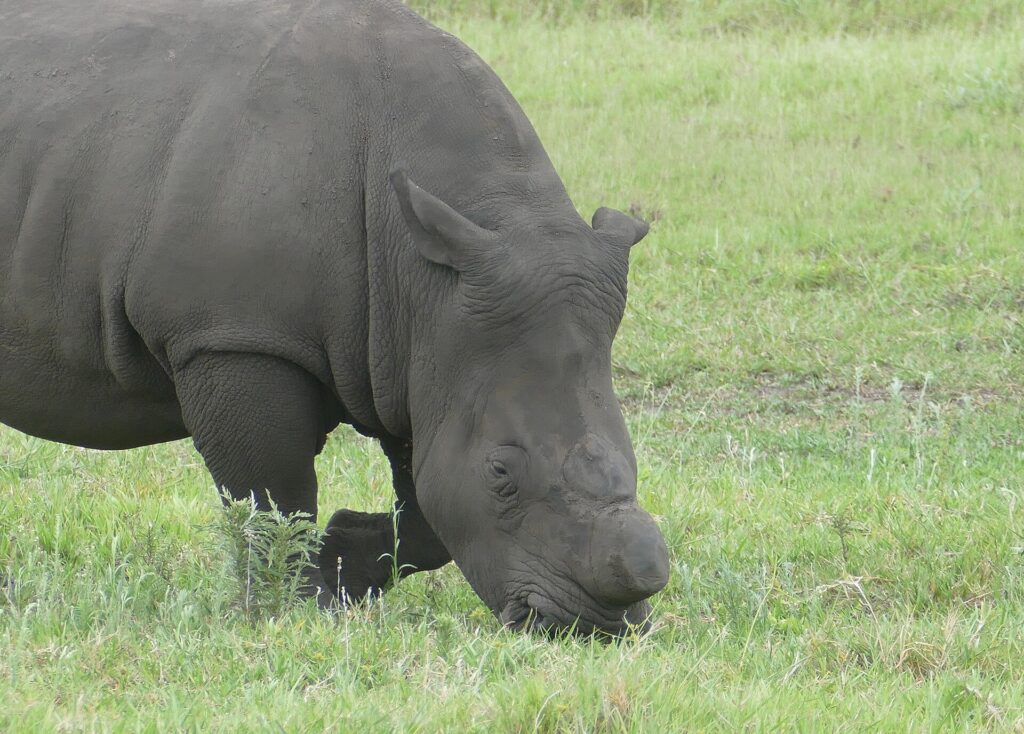Gros plan d'un rhinocéros blanc écorné qui broute, la corne sciée à ras au-dessus du museau, la peau gris boue et la lèvre carrée dans l'herbe verte