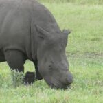 Gros plan d'un rhinocéros blanc écorné qui broute, la corne sciée à ras au-dessus du museau, la peau gris boue et la lèvre carrée dans l'herbe verte