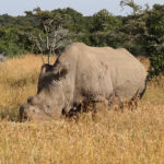 Un rhinocéros blanc du Nord à la corne sciée broute dans les hautes herbes dorées, un ranger en uniforme vert au bord du cadre