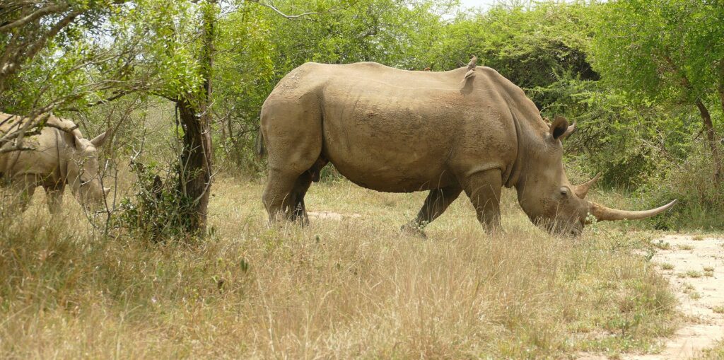 Une femelle rhinocéros blanc marche de profil dans l'herbe sèche, la corne longue et un piqueboeuf sur le dos, son jeune derrière elle dans les buissons verts